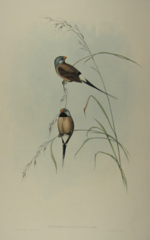 John Gould's Birds of Australia